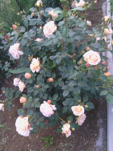 WP_000178 - trandafiri