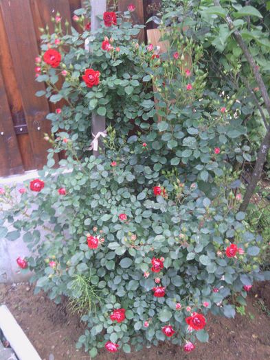 WP_000181 - trandafiri