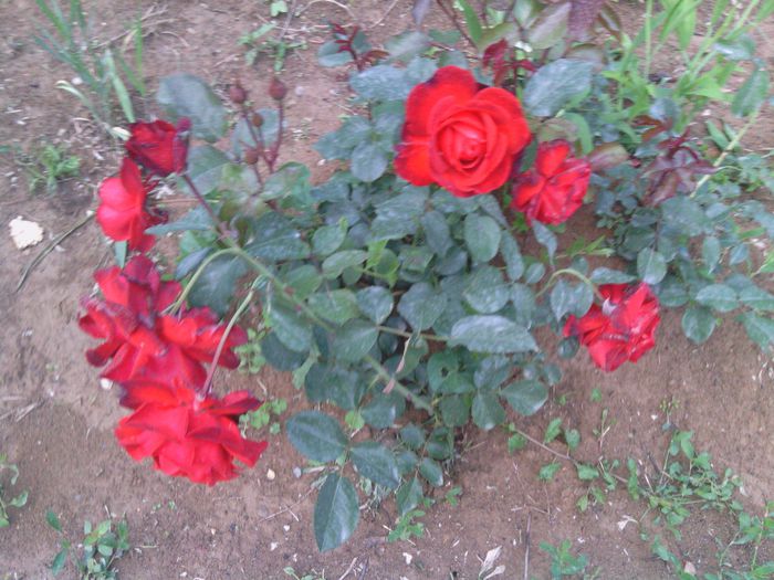 WP_000185 - trandafiri