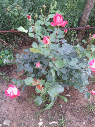WP_000213 - trandafiri