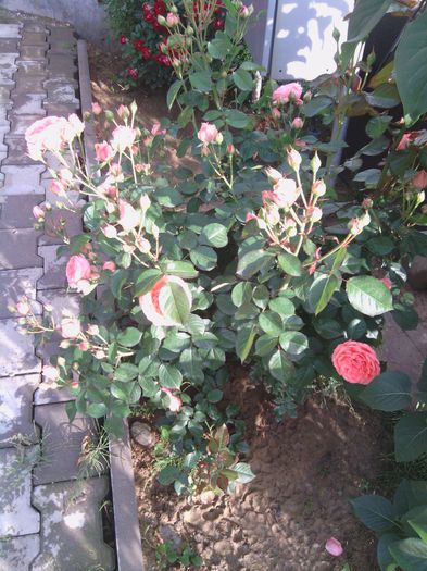 WP_000216 - trandafiri