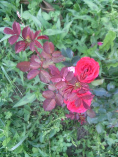 WP_000289 - trandafiri