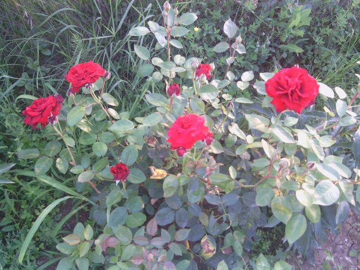 WP_000291 - trandafiri