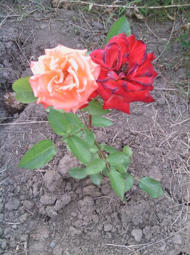 WP_000353 - trandafiri