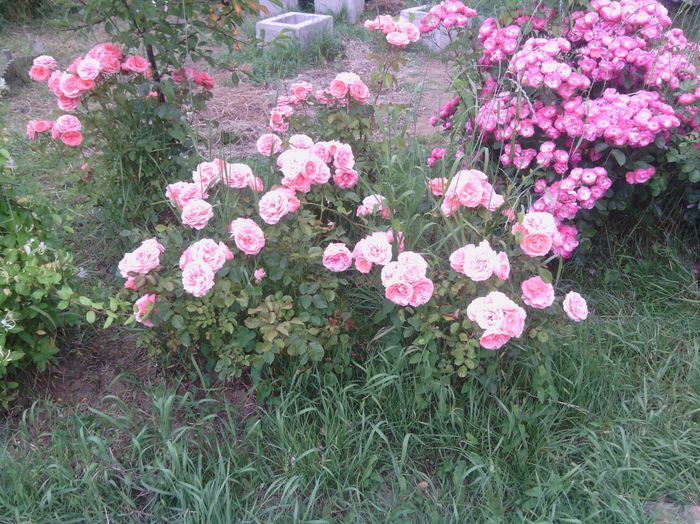 WP_001161 - trandafiri