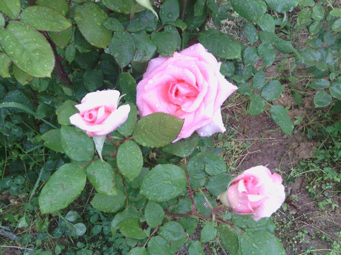 WP_001076 - trandafiri