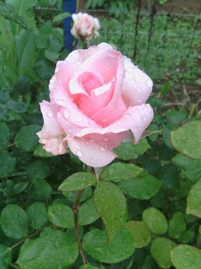 WP_001077 - trandafiri