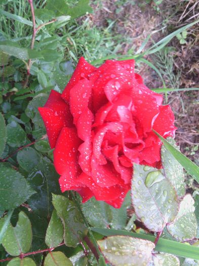 WP_001085 - trandafiri