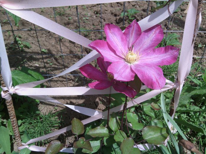 WP_001018 - clematis