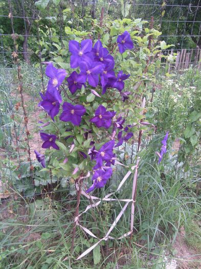 WP_001159 - clematis