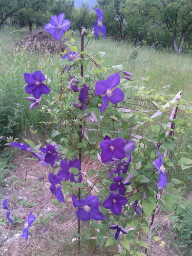 WP_001163 - clematis