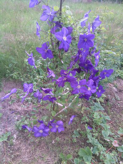 WP_001185 - clematis