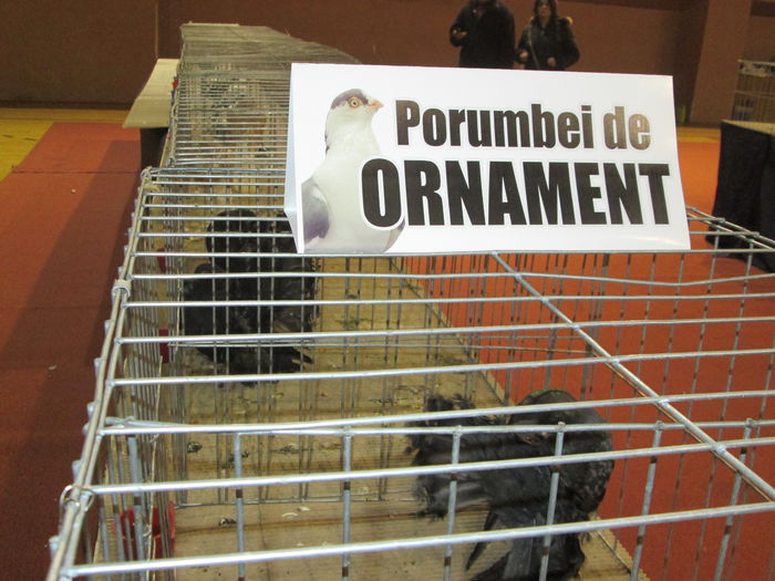 IMG_2212 - EXPO COLUMBOFILA PROVINCIA TRANSILVANIA 30IAN 01 FEB 2015