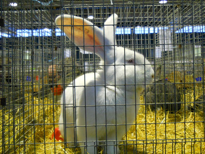  - 5---Expozitie Germania ULM 2015