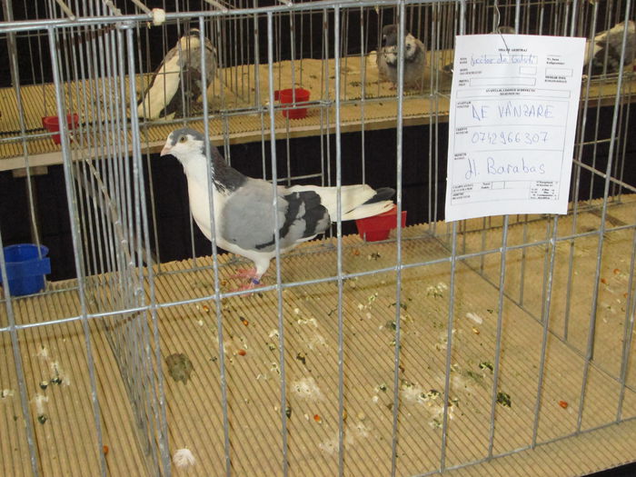 IMG_2218 - EXPO COLUMBOFILA PROVINCIA TRANSILVANIA 30IAN 01 FEB 2015