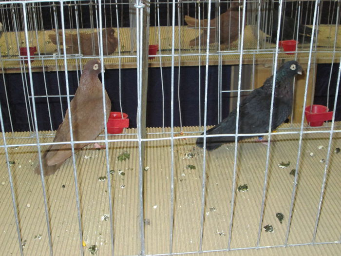 IMG_2219 - EXPO COLUMBOFILA PROVINCIA TRANSILVANIA 30IAN 01 FEB 2015