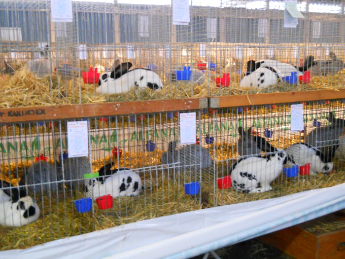  - 5---Expozitie Germania ULM 2015