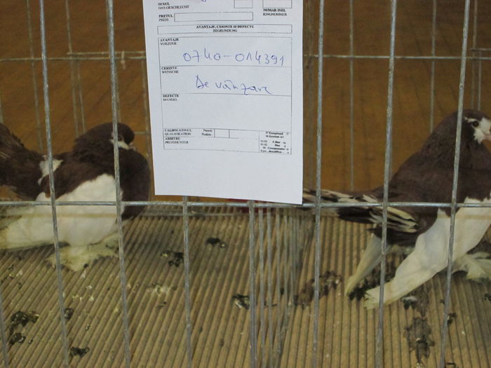 IMG_2221 - EXPO COLUMBOFILA PROVINCIA TRANSILVANIA 30IAN 01 FEB 2015