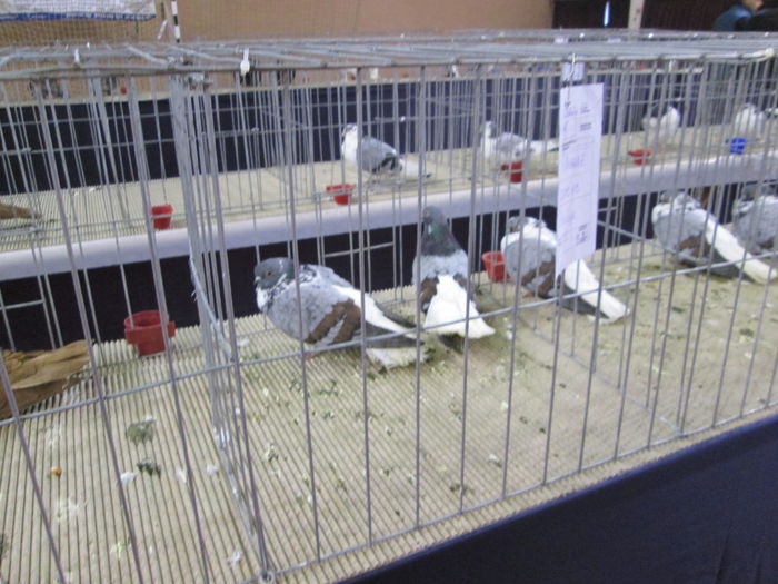 IMG_2225 - EXPO COLUMBOFILA PROVINCIA TRANSILVANIA 30IAN 01 FEB 2015