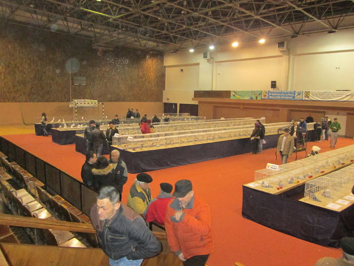 IMG_2229 - EXPO COLUMBOFILA PROVINCIA TRANSILVANIA 30IAN 01 FEB 2015