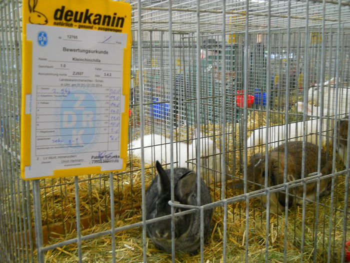  - 5---Expozitie Germania ULM 2015