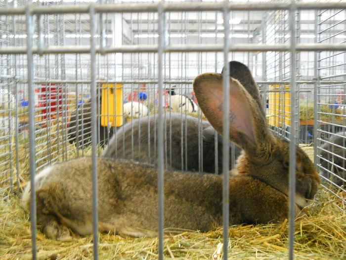  - 5---Expozitie Germania ULM 2015