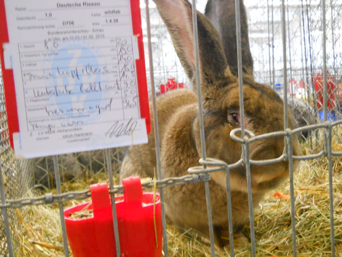  - 5---Expozitie Germania ULM 2015