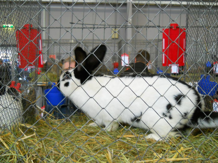  - 5---Expozitie Germania ULM 2015