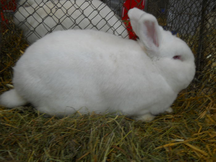  - 5---Expozitie Germania ULM 2015