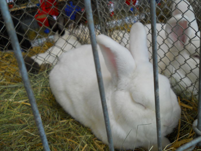  - 5---Expozitie Germania ULM 2015