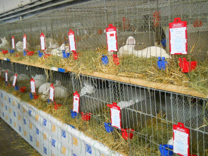  - 5---Expozitie Germania ULM 2015