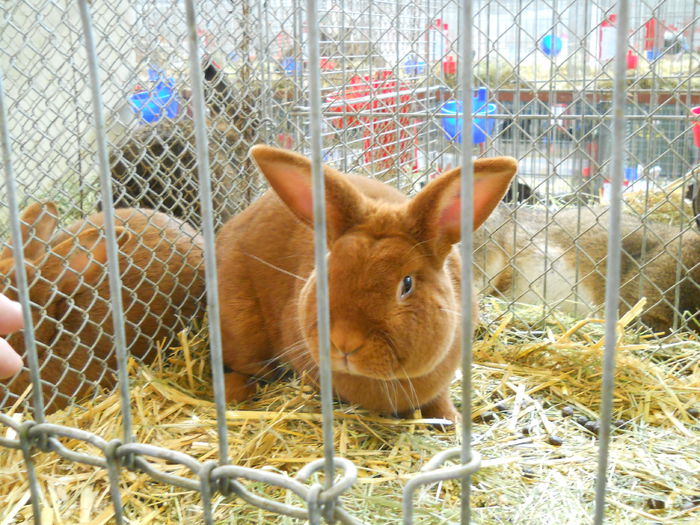  - 5---Expozitie Germania ULM 2015