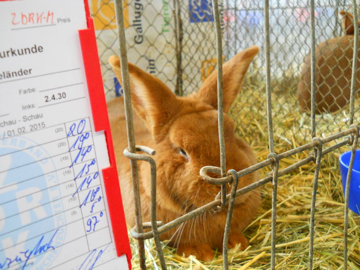 DSCN4639 - 5---Expozitie Germania ULM 2015