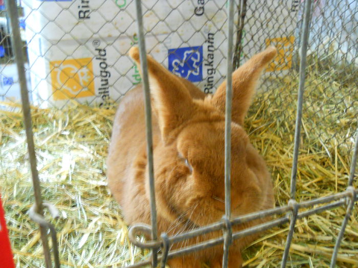  - 5---Expozitie Germania ULM 2015