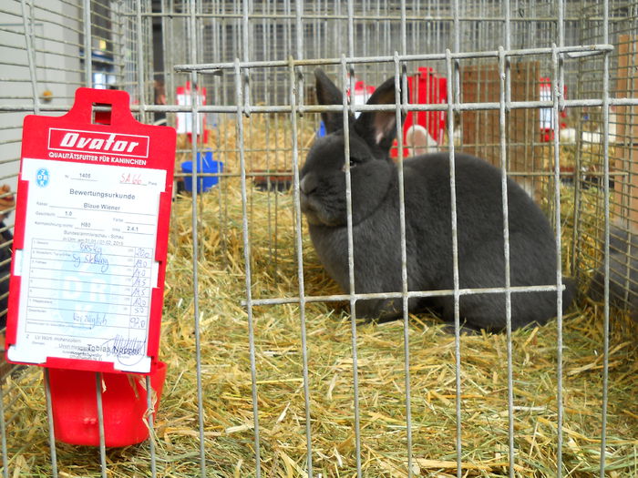  - 5---Expozitie Germania ULM 2015