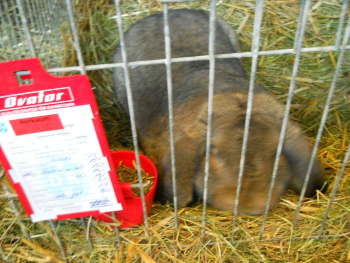  - 5---Expozitie Germania ULM 2015