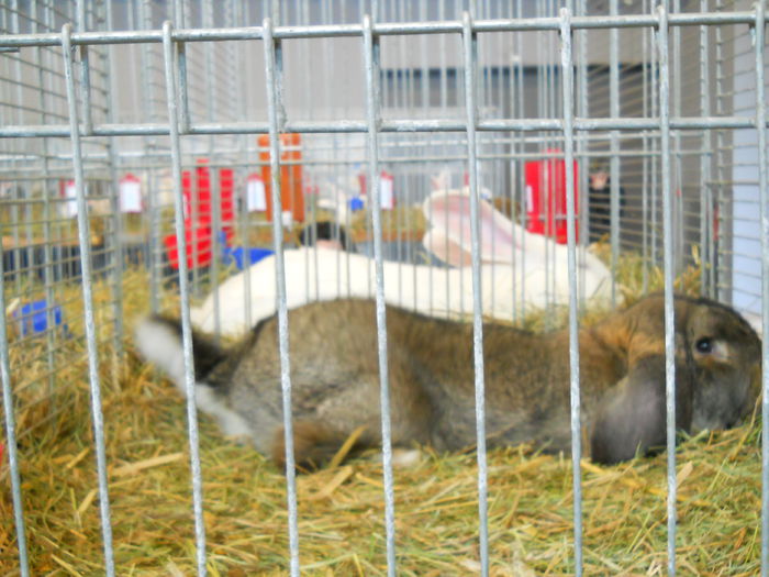  - 5---Expozitie Germania ULM 2015