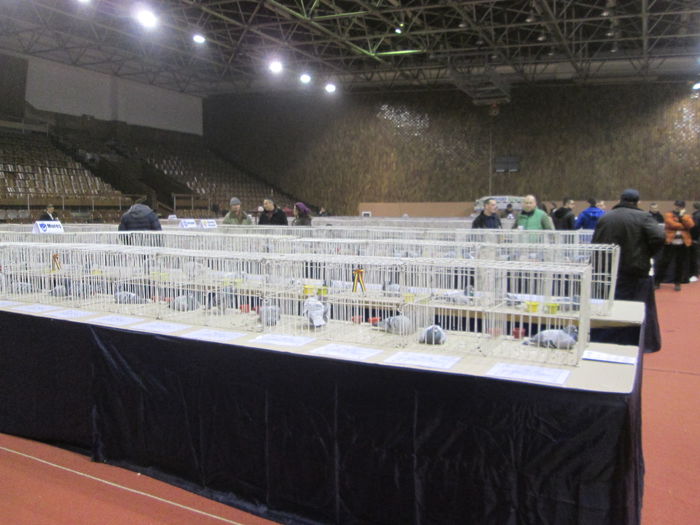 IMG_2203 - EXPO COLUMBOFILA PROVINCIA TRANSILVANIA 30IAN 01 FEB 2015