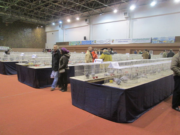 IMG_2163 - EXPO COLUMBOFILA PROVINCIA TRANSILVANIA 30IAN 01 FEB 2015