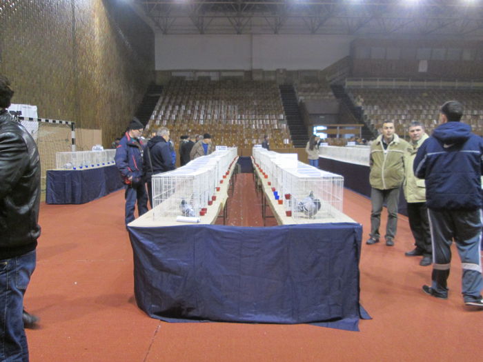 IMG_2180 - EXPO COLUMBOFILA PROVINCIA TRANSILVANIA 30IAN 01 FEB 2015