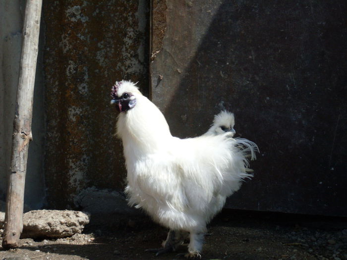 SDC11843 - matase japoneza alba