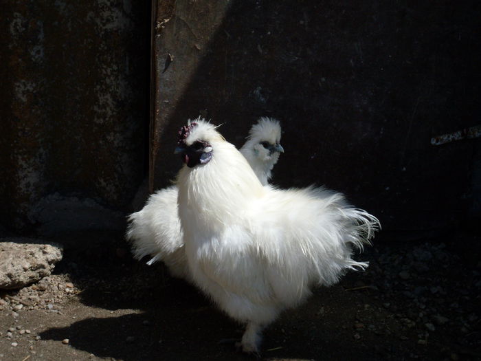 SDC11844 - matase japoneza alba