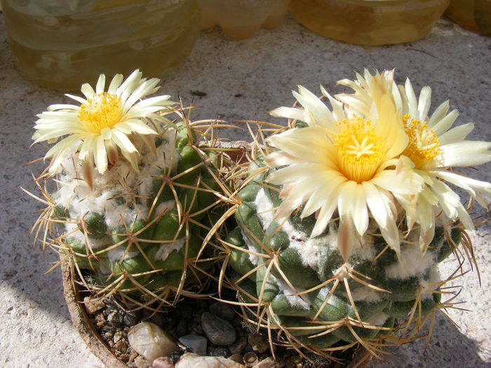 DSCF1220 - Flori de Cactus