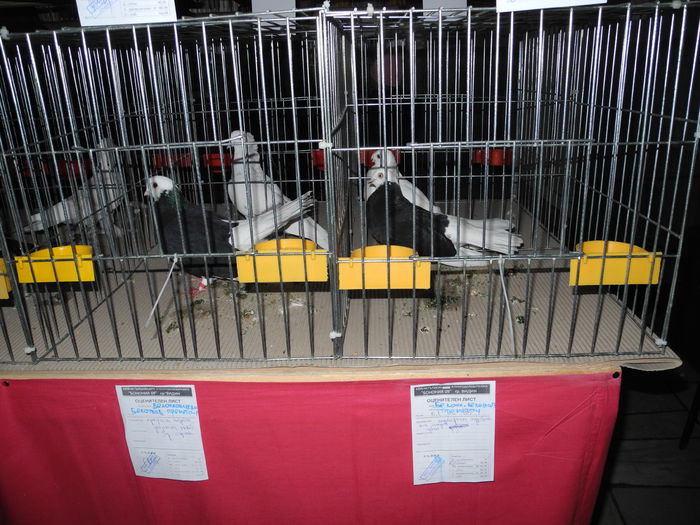 DSCN2907 - Expo Vidin 26-10-2013