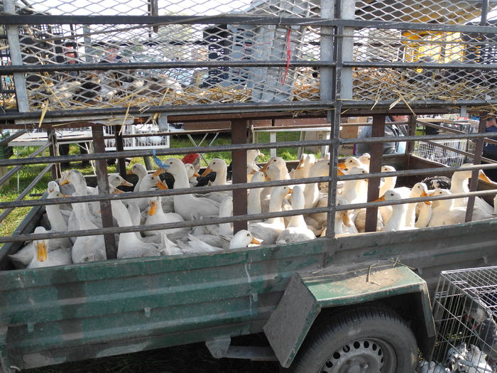 DSCN6204 - Monor 12-10-2014