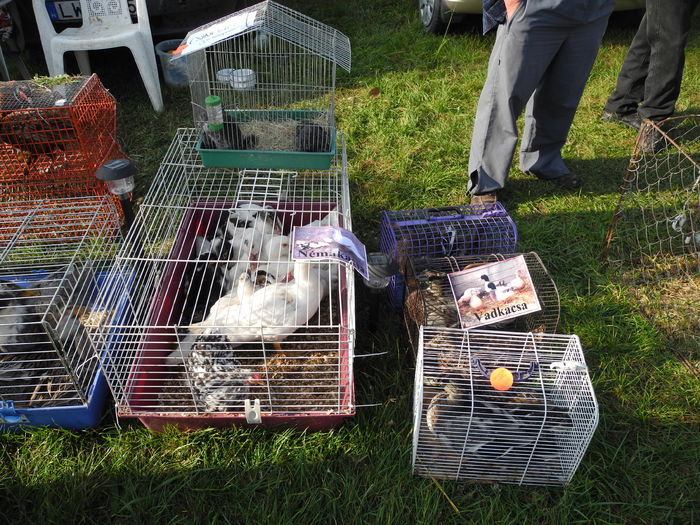 DSCN6206 - Monor 12-10-2014