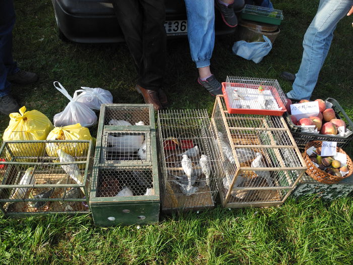 DSCN6207 - Monor 12-10-2014