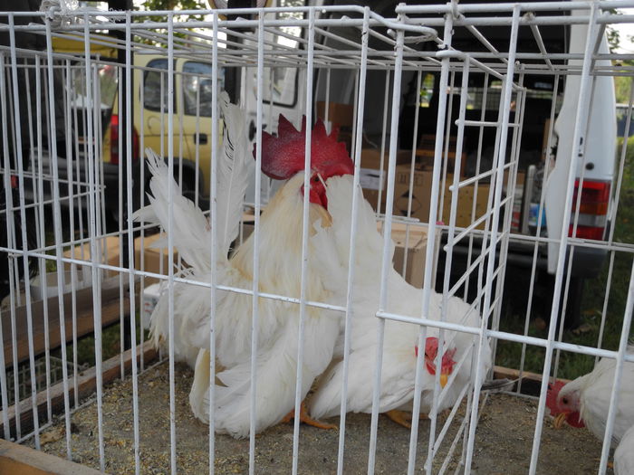 DSCN6215 - Monor 12-10-2014