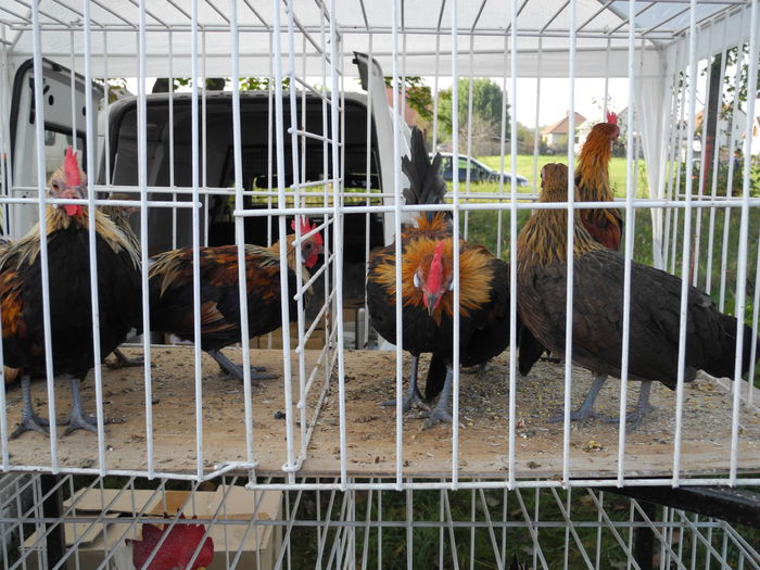 DSCN6218 - Monor 12-10-2014