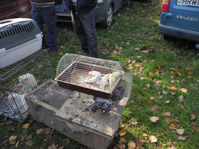 DSCN6241 - Monor 12-10-2014